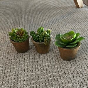 Green Succulent Trio in Brown Pots